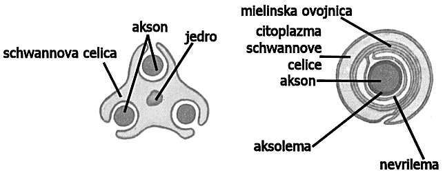 pridobljenoizkušnjo.temurečemo spomin.polegtegapaizvajatudinekateresvojstvenefunkcije,kise odražajokotprocesirazumevanja,sposobnostabstrakcije,sklepanja,razmišljanjaitd.