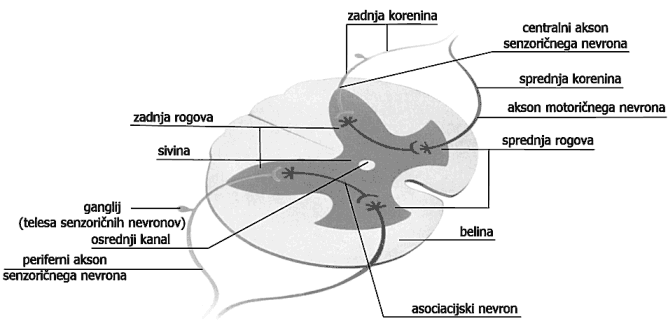 Hrbtenjača Nalogehrbtenjače: prevajasenzoričneinformacije,kigredoizperifernegaživčevjavmožgane prevajamotoričneinformacije,kigredoizmožganovdorazličnihefektorjev: skeletnihmišic srčnihmišic