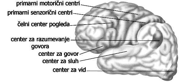 Slika57:Možganskirežnji vskorjiso: motoričnicentri senzoričnicentri psihoasociacijskicentri Motoričnicentri primarnimotoričnicentrialiprimarnicentrizavestnemotorike(tikpredcentralnobrazdo)