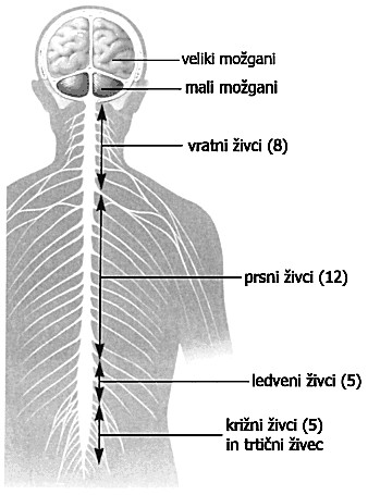 Slika61:Hrbtenjačniživci Vegetativnoživčevje Vegetativno ali avtonomno živčevje usklajuje in nadzoruje življenjsko pomembne telesne naloge.