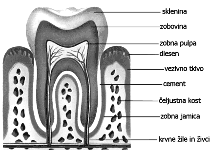 V mehkih delih, ki omejujejo ustno votlino je skeletno mišičje. Znotraj ustno votlino prekriva sluznica (večplastniploščatiepitel). Vustnivotlinisozobjeinjezik,vanjovodijotudiizvodilažlezslinavk.