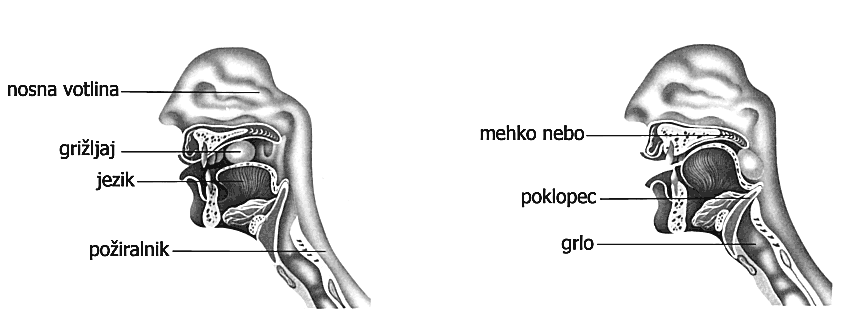Premikazalogajhranepoustnivotliniinstemmešahrano.Pripožiranjusodelujetako,dazalogajhrane potisneprotižrelu.njegovanalogajetudičiščenjezobinoblikovanjeglasov.
