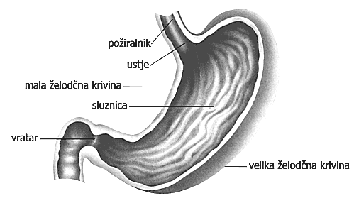 Vžrelusekrižata prebavnaindihalnapot.nadmehkimnebomprihajavanjzrakiznosne,podnjimpa hranaizustnevotline.ločimotorejzgornji, nosnidelžrela (epifarinks)insrednji, ustnidel.