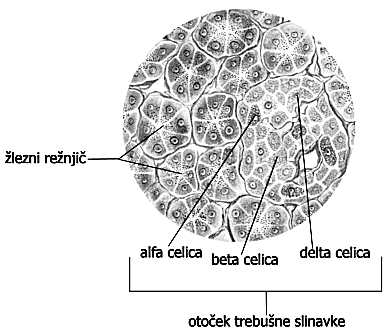Slika71:Tkivotrebušneslinavke OBTOČILA Potelesusepretakatakriinlimfa(mezga),zatorazlikujemokrvnainlimfnaobtočila.