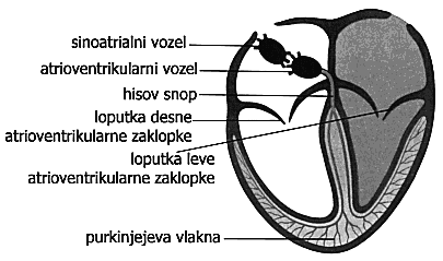 Pretinaliseptumdelisrcenadesno(venozno)inlevo(arterielno)polovico.Krvisemedsebojnemešata. Vvsakipolovicisrcajepoenazaklopka.Nadzaklopkojepreddvor(atrij),podnjopaprekat(ventrikel).