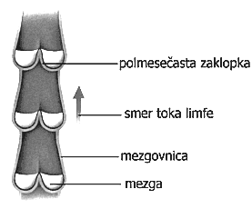 Limfnaalimezgovnaobtočila Limfnaobtočilavračajotkivnotekočino(predvsembeljakovinevnjej)vkrvniobtok(vvenskisistemvelikega krvnegaobtoka).