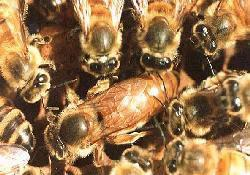 Η διάρκεια της ζωής της είναι στη φύση έως πέντε χρόνια, αλλά στη σύγχρονη μελισσοκομία συστήνεται η αντικατάστασή της κάθε 1-2 χρόνια.