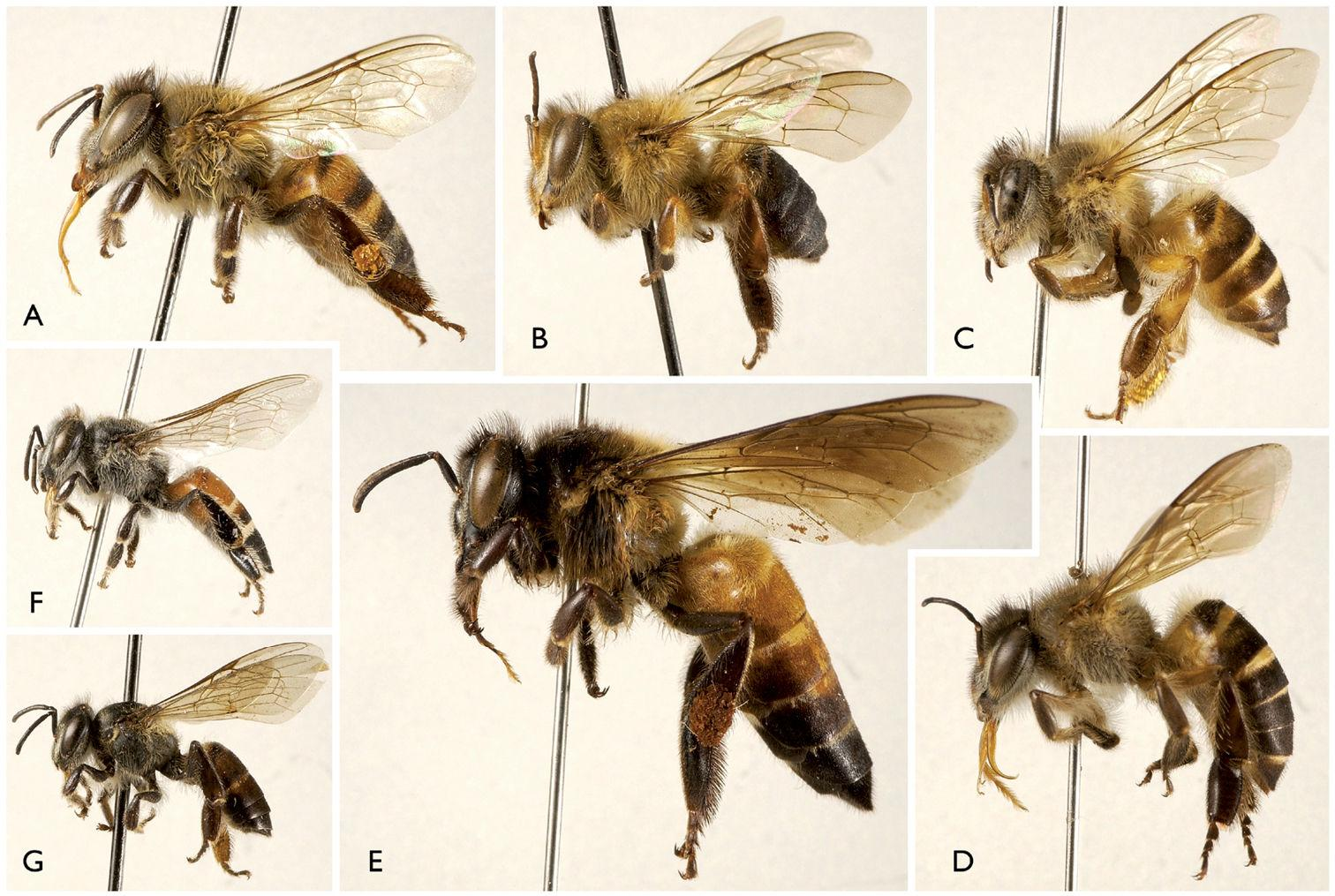 Η κοινή μέλισσα (Apis mellifica ή mellifera)