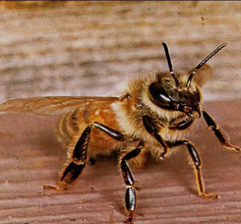 ΦΡΟΥΡΗΣΗ ΕΙΣΟΔΟΥ Οι «φρουροί» μέλισσες ελέγχουν όλες τις άλλες μέλισσες που προσπαθούν να μπουν στην κυψέλη.