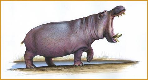 Hippopotamidae H. antiquus Hippopotamus Α.