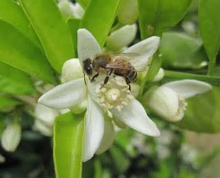 Μέλι καστανιάς (καλοκαιρινό): ανάμειξη μελιτώματος και νέκταρος. Από τις καστανιές προκύπτει ένα ιδιαίτερα δυνατό μέλι σκούρου καφέ χρώματος, με έντονη γεύση και χαρακτηριστική πικρή επίγευση.