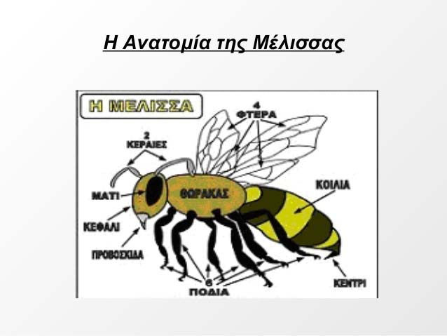 Στο κεφάλι διακρίνουμε: α) ύο σύνθετα μάτια. Καθένα από αυτά συγκροτείται από 3000 ομματίδια. Αυτά διακρίνουν τα χρώματα που διακρίνει και το ανθρώπινο μάτι.