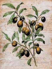Το λεξιλόγιο της ελιάς Αγουρόλαδο: το πρώτο λάδι της χρονιάς Ελαιογραφία: ζωγραφική με ελαιόχρωμα Ελαιόδεντρο: το δέντρο της ελιάς Ελαιόκαρπος: ο καρπός της ελιάς Ελαιοκομία: η επιστημονική