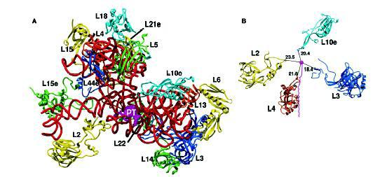 PTC σε μικρή απόσταση (Εικ. 1.4) (Ban et al., 2000; Nissen et al., 2000; Maguire et al., 2005).