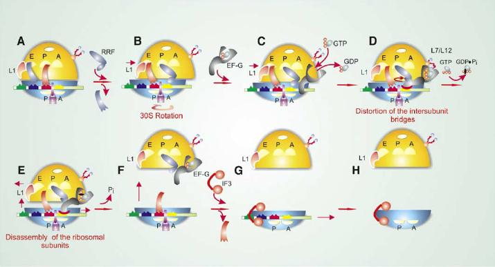al., 2005; Zavialov et al., 2005; Hirokawa and Demeshkina, 2006; Gao et al., 2005).