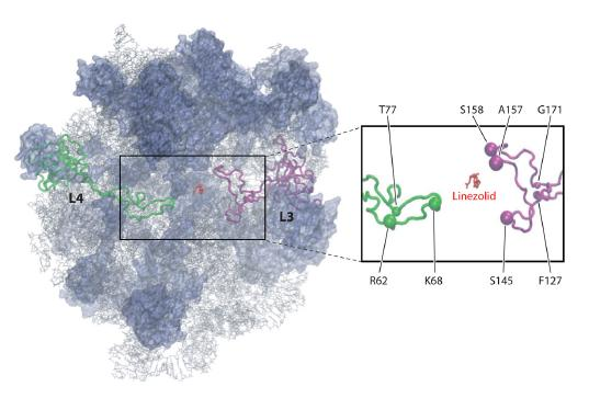 θέσεις στο PTC (Long et al., 2006).