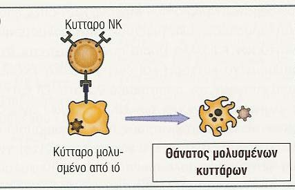 Λειτουργίες των ΝΚ