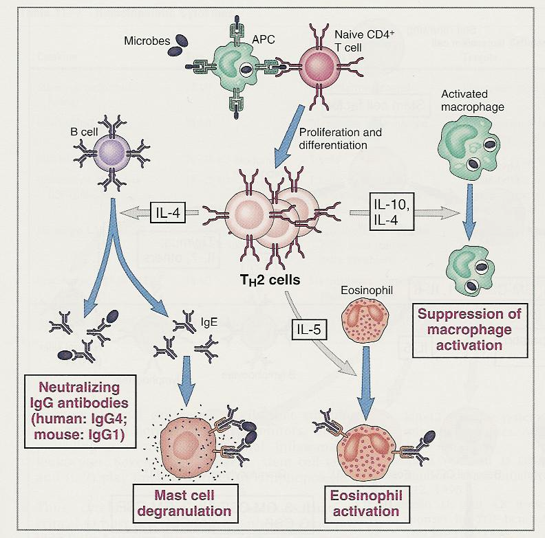 Μικρόβια Παρθένα CD4 + Τ-κύτταρα Λειτουργίες των Τ Η 2 κυττάρων B κύτταρο Πολλαπλασιασµός και διαφοροποίηση Ενεργοποιηµένo µακροφάγo