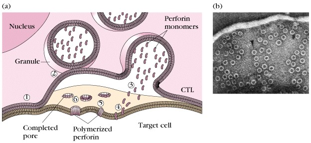Σχηµατισµός πόρων στο κύτταρο-στόχο TCTL Μολυσµένο κύτταρο Πυρήνας Μονοµερή περφορίνης