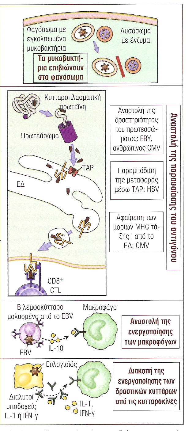 Αντίσταση των µικροοργανισµών στην κυτταρική ανοσία Μικροοργανισµός Μηχανισµός Μυκοβακτηρίδια Αναστολή της σύντηξης των φαγολυσοσωµάτων, δηµιουργία πόρων Αναστολή της παρουσίασης του αντιγόνου: Ιός