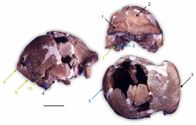 Εικόνα 7.30 Κρανίο του Ceprano (Πηγή: Mounier et al., 2011, PLoS ONE 6(4): e18821. doi:10.1371/journal. pone.