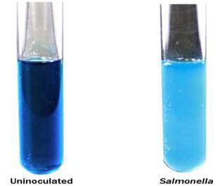 Tetrathionate(+40mg/L novob) broth 37 C για 24 3h 0,1 ml 0,1 ml Αποθήκευση του