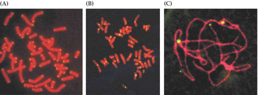 Insitu hibridizacija je motoda analize zgradbe kromosomov s specifičnimi tehnikami vizualizacije (FISH tehnika