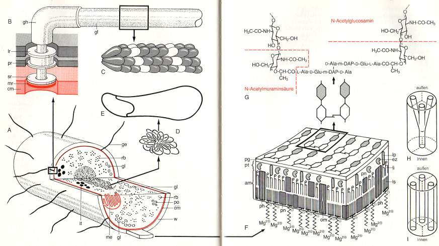 Protocita