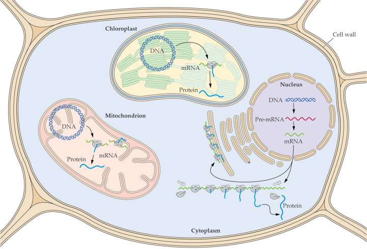 Tri mesta sinteze proteinov v