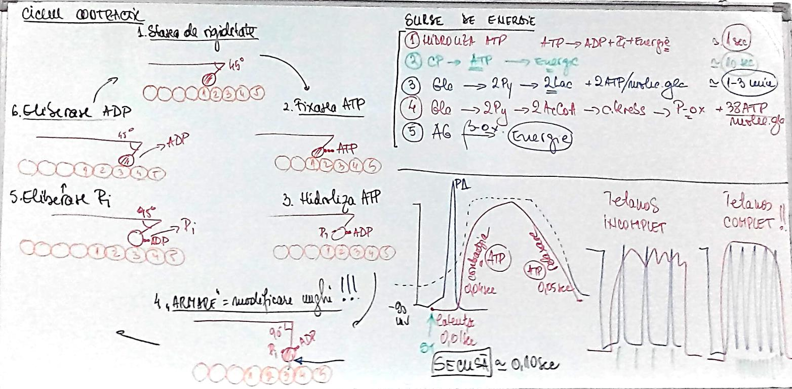 SURSELE ENERGETICE ALE CONTRACŢIEI MUSCULARE 1. Hidroliza ATP 2. Hidroliza creatinfosfatului 3. Glicoliza anaerobă 4. Glicoliza aerobă 5.