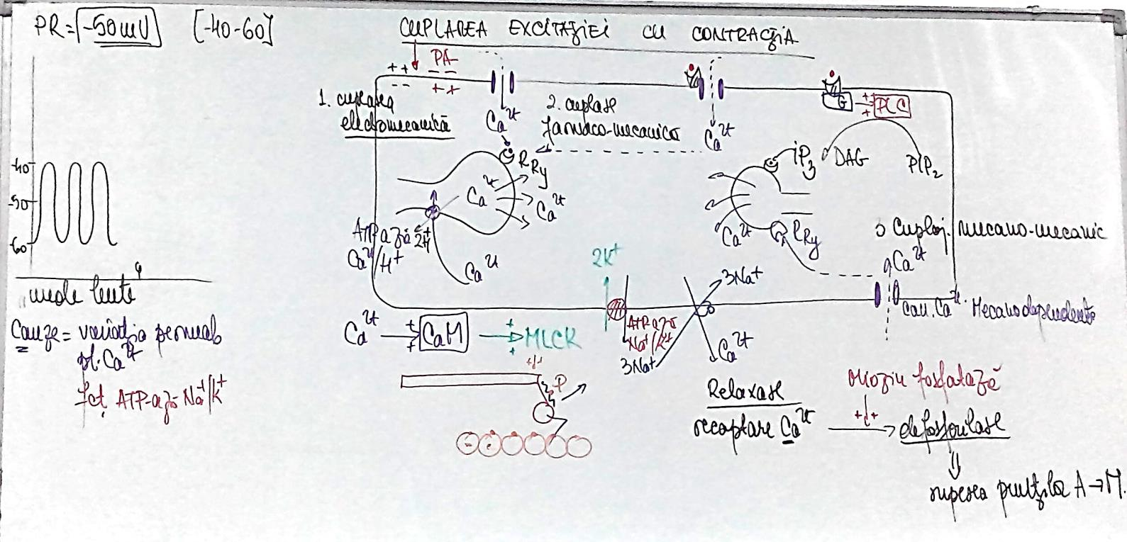 EXCITAREA MUŞCHIULUI NETED A. MULTIUNITAR invervaţie prin fibre nervoase contracţii precise şi gradate B.