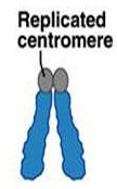 in 7 grupe.