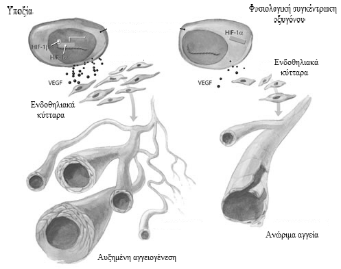 Εικόνα 7: Ο ρόλος της υποξίας και του παράγοντα HIF-1 στη δηµιουργία αγγείων. 2.