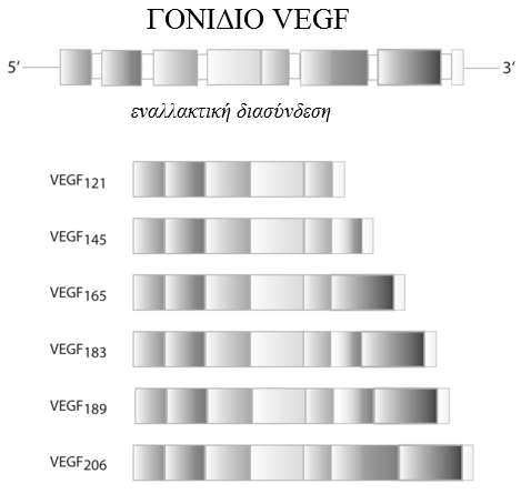 Όλα τα µέλη της οικογένειας του VEGF εκκρίνονται ως οµοδιµερείς γλυκοπρωτεΐνες που περιέχουν ένα χαρακτηριστικό µοτίβο 8 καταλοίπων κυστεΐνης.