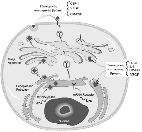 κρινείς βρόχοι θεωρούνται εξωτερικοί ή «κοινοί» δηλαδή ο εκκρινόµενος αυξητικός παράγοντας µπορεί να ενεργεί στα περιβάλλοντα κύτταρα του ίδιου τύπου όπως επίσης και στα κύτταρα από τα οποία