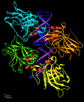 1 Cyclin- dependent kinase