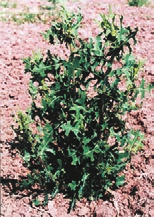Βιολογικός κύκλος Το αγριομάρουλο είναι ετήσιο ή διετές, χειμερινό φυτό. Αναπαράγεται με σπόρους και φυτρώνει την άνοιξη (σπάνια το φθινόπωρο).