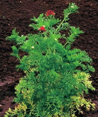 Βιολογικός κύκλος Ο άδωνις είναι ετήσιο, χειμερινό φυτό. Αναπαράγεται με σπόρους και φυτρώνει στο τέλος του χειμώνα. Διαθέτει μικρή ικανότητα διασποράς.