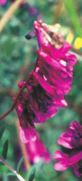 Μορφολογικά χαρακτηριστικά που βοηθούν στη διάκριση από άλλα είδη Ο κάλυκας του Vicia villosa προεξέχει και είναι σαν ασκός στη