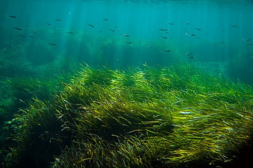 com/posidonia-oceanica/ http://en.wikipedia.