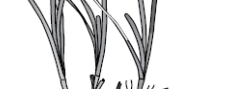 όρος χορτάρι τον ιππόκαµπων (seahorse grass)
