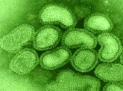 Εικόνα 2: Μόρια γρίπης