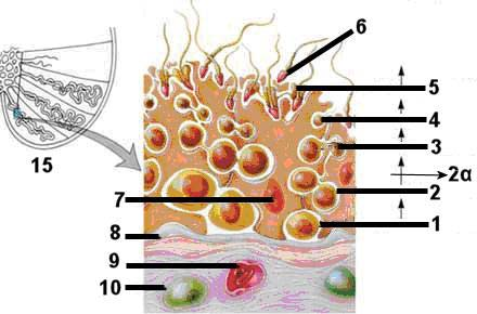 Σχήμα 1. Ανατομικές σχέσεις των κυττάρων του σπερματικού σωληναρίου. 1. σπερματογόνιο, 2. πρωτογενές σπερματοκύτταρο, 2α. μειωτική διαίρεση, 3. δευτερογενές σπερματοκύτταρο, 4. πρώιμη σπερματίδα, 5.