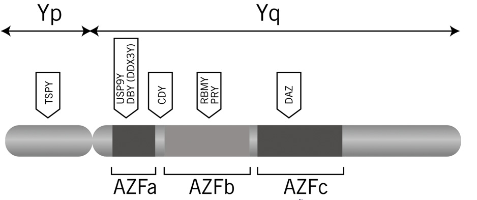 Σχήμα 4. Οι περιοχές ΑΖF και οι οικογένειες γονιδίων που εμπλέκονται στη σπερματογένεση (54). 2.3.