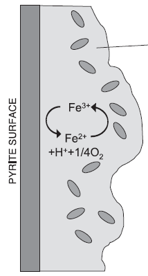 Εικόνα Γ.2: Ζωγραφική αναπαράσταση του μηχανισμού οξείδωσης του σιδηροπυρίτη, λόγω της επίδρασης βακτηρίων.