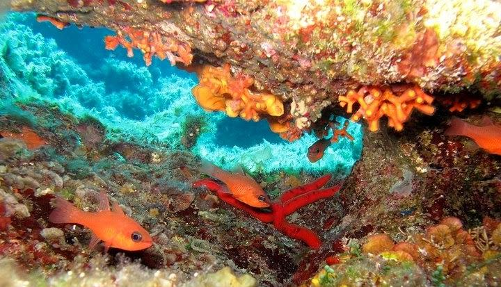 Δ. Συρμής πρωτοπόρος εκπαιδευτής καταδύσεων και αρθρογράφος στα περιοδικά «Κατάδυση» και «Υποβρύχιος κόσμος». ΧΡΩΜΑΤΑ ΣΤΗΝ ΞΕΡΑ ΤΟΥ ΜΑΡΜΑΚΑ (ΦΩΤΟ:Π.