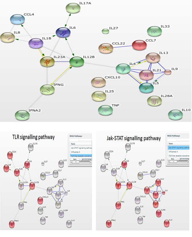 Εικόνα 2: Στα δίκτυα αλληλεπίδρασης των επιλεγμένων προς μέτρηση κυτταροκινών/χημειοκινών περιλαμβάνονται σημαντικά μονοπάτια της μη ειδικής (φυσικής) ανοσίας (π.χ. TLR & JAK-STAT signaling pathways).