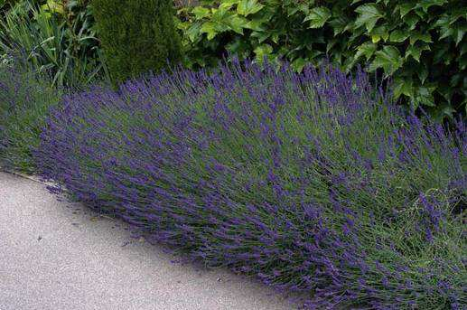 7 ft Εικόνα 93 Τεύκριο θαµνώδες Teucrium fruticans Οικογένεια: Lamiaceae (Labiatae) Κατάταξη: ικοτυλήδονο Είδος
