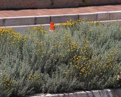 ύψος: 5 m 8 Λεβαντίνη Santolina incana Οικογένεια: Asteraceae (Compositae) Κατάταξη: ικοτυλήδονο Είδος
