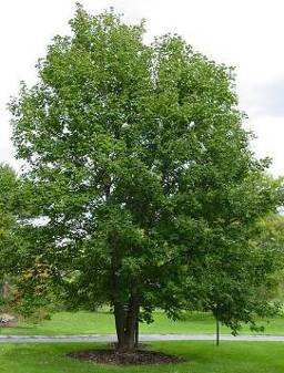 πλάτος: 1 m 11 ελιά Olea europaea, Ανήκει στην οικογένεια Oleaceae Η ελιά είναι η καλλιεργούµενη ποικιλία